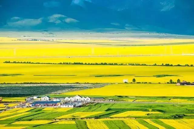 油菜花开的季节，适合家庭室内养的花与绿植（2019年全国油菜花开放时间表）