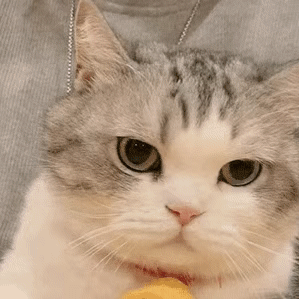 表情包  可爱小动物，微信头像，表情包  可爱小动物（可爱小动物表情包）