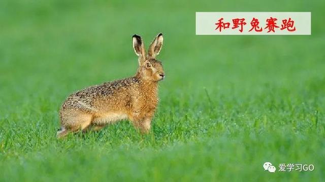 赛跑的拼音，赛跑的拼音怎么读（部编版二年级下册第23课《祖先的摇篮》知识点+图文讲解）