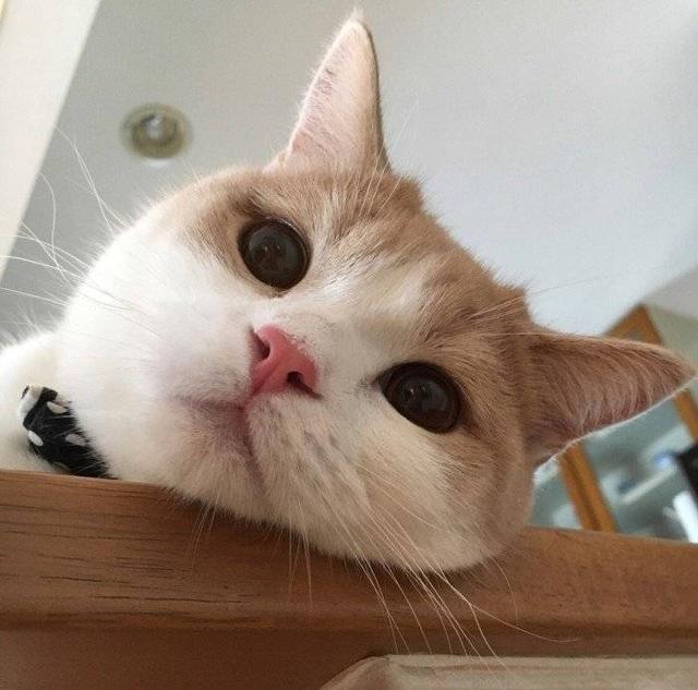 高质量动物情头，动物情头 超可，微信头像（敲可爱的情头）