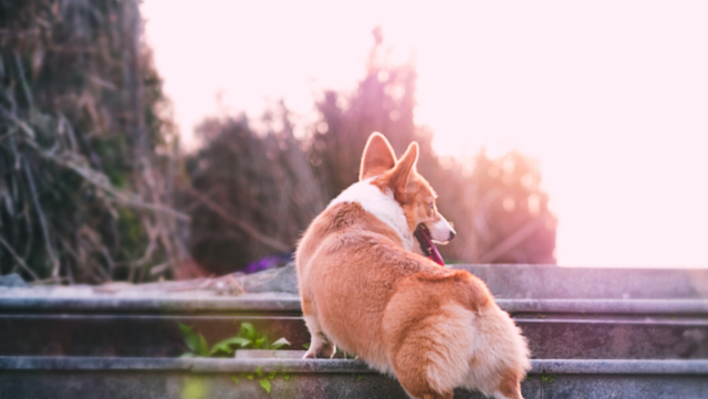 博美冬天掉毛是正常现象的吗，博美夏天掉毛正常吗（掉毛厉害的常见宠物犬）