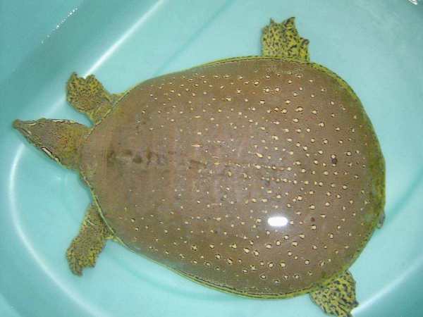 比起忘八,要直白的多了,下图才是真正的王八,也就是老鳖,甲鱼