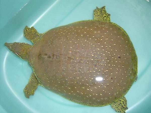 鳖和乌龟的区别，甲鱼和乌龟的区别是什么（为什么龟鳖傻傻分不清楚）