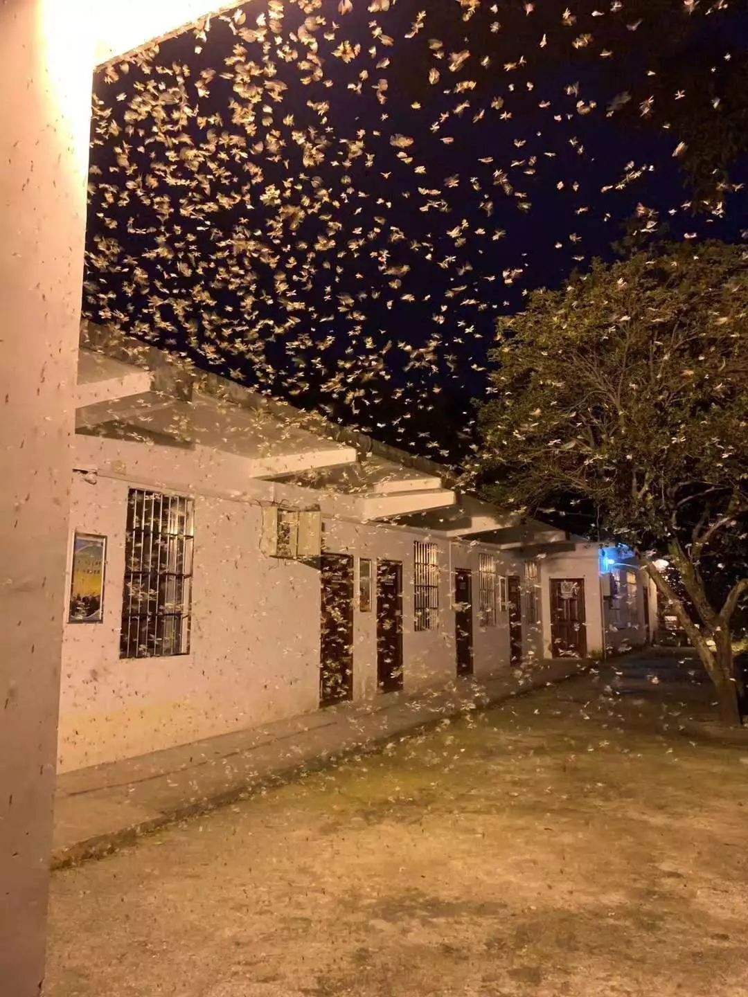 最近大雨滂沱,在天剛黑時就有一種叫