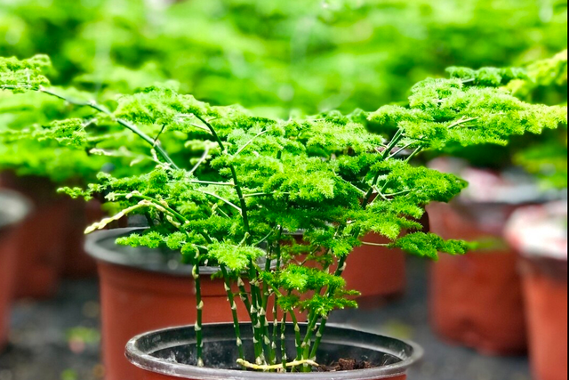 文竹盆景，学会4点，云竹蹭蹭冒新芽（文竹盆景图片大全欣赏）