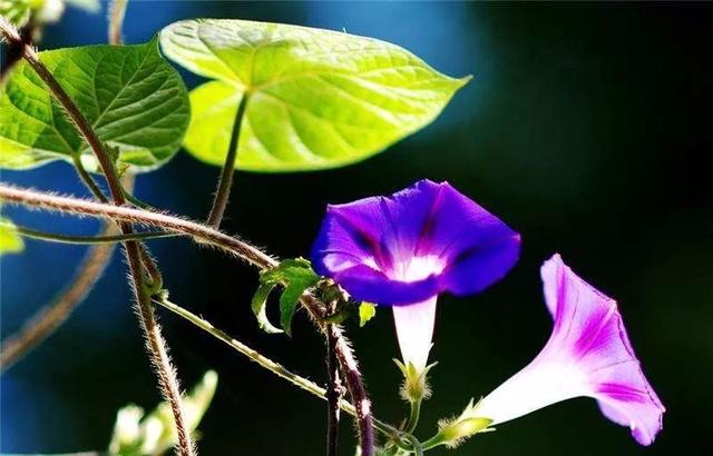 牵牛花什么时候开花，牵牛花要多久开花一次（花朵像小喇叭）