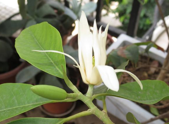 盆栽白玉花怎么养,盆栽白玉兰花的养殖方法(叶片四季常绿,开花讨喜)