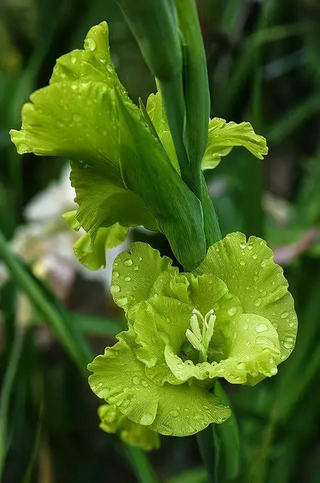世界上有多少种花，世界上有多少种花?分别是什么（100幅美丽的花儿，赏心悦目）