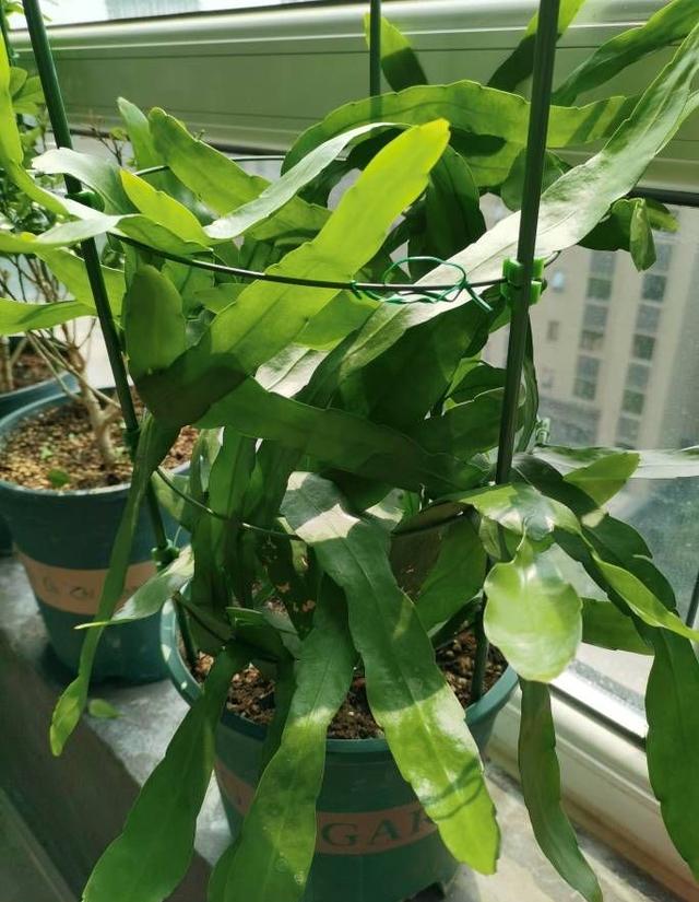 用一片叶子扦插的昙花应该怎么养，昙花整片叶子怎么扦插（用一片叶子就可以扦插一盆）