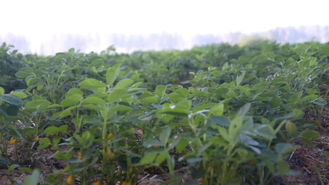 花生施肥用什么肥料好，种花生用什么肥料最好（花生高产施肥技巧）