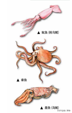 墨鱼美图分享：即使不住海边，也能欣赏这神秘海洋生物的迷人姿态与独特魅力。