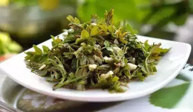 茵陈的功效与作用，每年春天吃一点（茵陈的功效与作用图片欣赏）