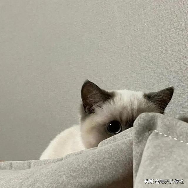 ［女头合集］心怀浪漫宇宙，微信头像，［女头合集］心怀浪漫宇宙，也珍惜人间日常。（头像 ， 心怀浪漫宇宙）