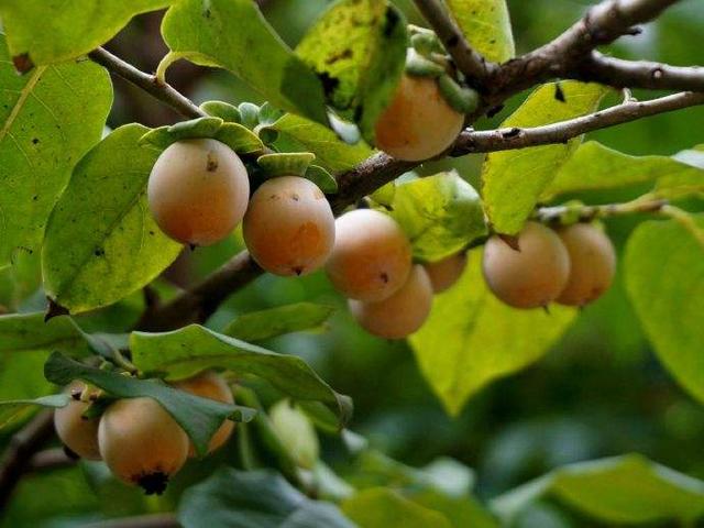 小柿子叫什么名字，小柿子叫什么名字（农村有一种长得跟柿子类似的果子）