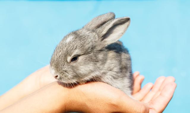 2023年兔宝宝忌讳几月出生，2023年兔宝宝五行属什么（一只兔子忌讳几个月的出生）