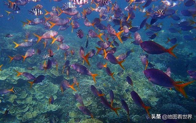 帕劳是什么国家，帕劳是什么国家帕劳人口面积（潜水胜地、上帝的水族馆、珊瑚伊甸园—帕劳是一个怎样的国家）