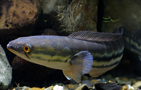 三叶唇鱼介绍，双唇鱼学名叫什么（鱼类：中国淡水鱼类图谱）