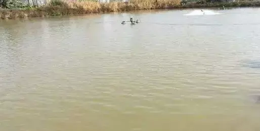 下雨后池塘水非常浑浊是什么原因，专家教你怎么处理