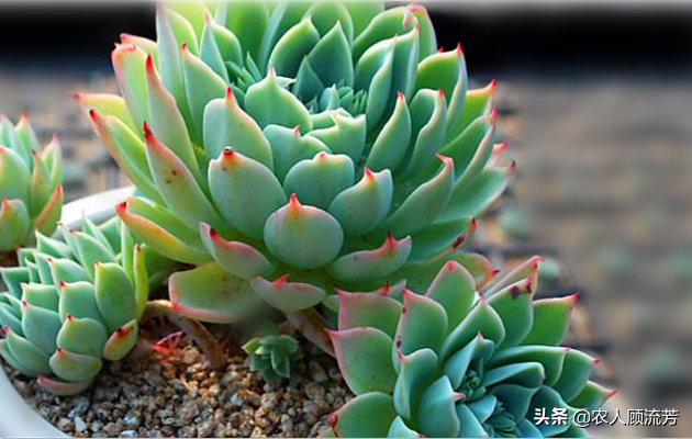 三色堇常用的三种繁殖方法，三色堇育种方法（多肉植物“三色堇”的养护要点）