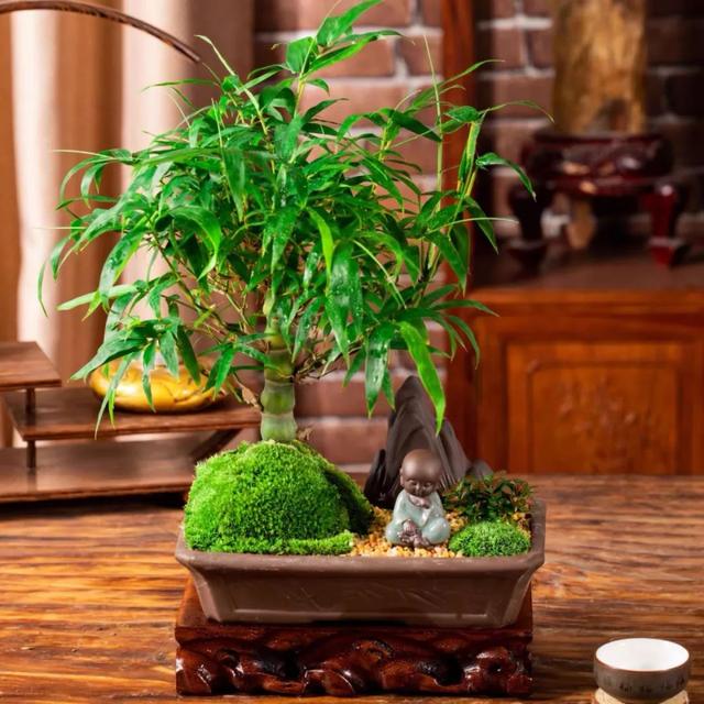 我国国花是什么花，中国国花是什么花（中国国花是什么花）