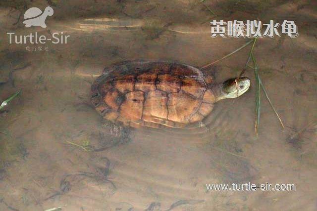 龟一般冬眠多久好，乌龟冬眠后开春快速开食技巧