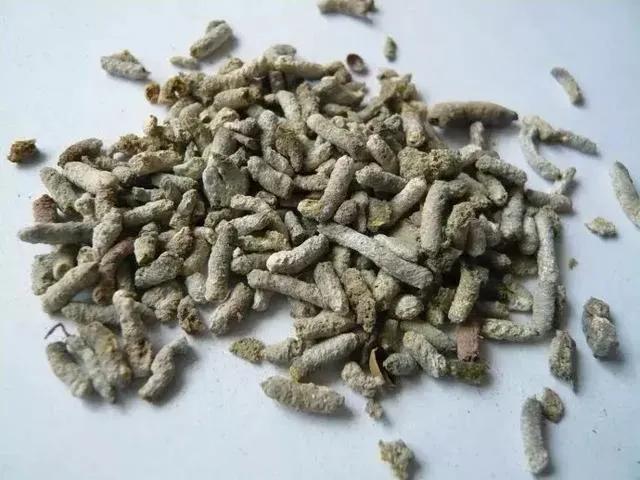 寒号鸟是种什么动物，寒号鸟是种什么动物百度百科（它们可不是鸟类）