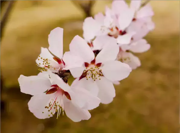 各种花开放的时间（100种常见花的花开时间附图）