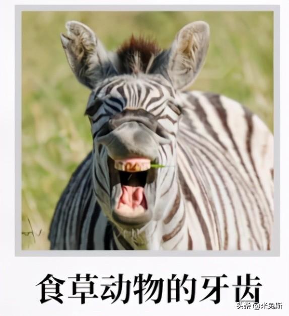 牙齿的种类有哪些，牙齿有哪些分类（带你了解人类牙齿的进化史）