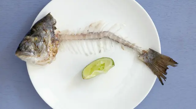 吃鱼籽会不会长胖，肥胖的人能吃鱼籽吗（鱼身上一个部位有毒）