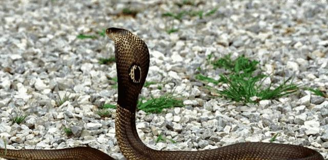 中国十大致命毒蛇，饭铲头粤语什么意思（存在于我国境内十大毒蛇排行）