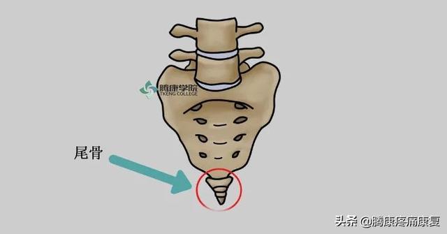 尾巴骨疼缓解小窍门骨，尾巴骨疼怎么解决（四个缓解尾骨疼痛的方法）