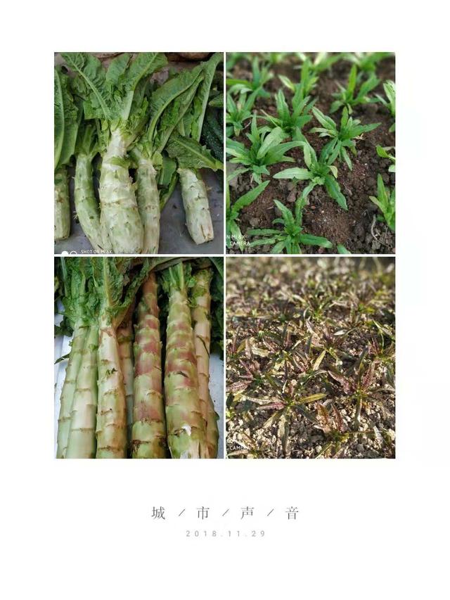 带草字头的字有哪些，男孩子带草字头的字有哪些（《部首识字歌诀》草字头15字）