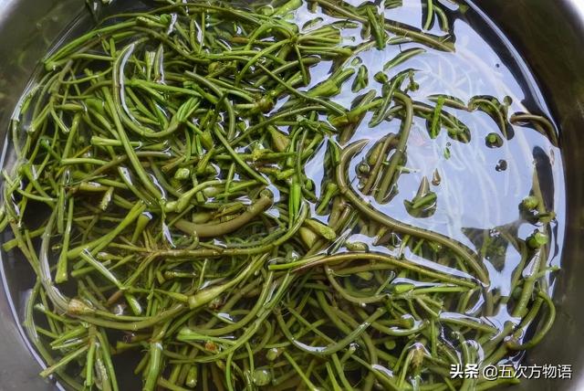 菱角菜,我国传统水生蔬菜的起源(菱角菜图片大全)