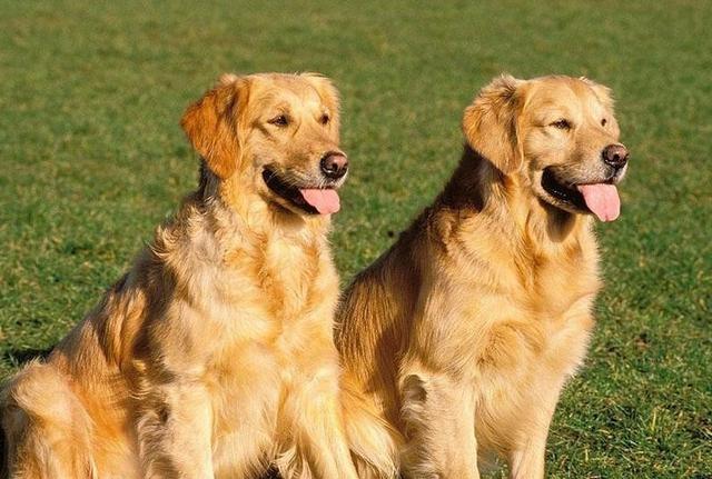 世界上最忠诚的狗，世界上最忠诚的狗的照片（最忠诚的3种狗和最不忠诚的3种狗）