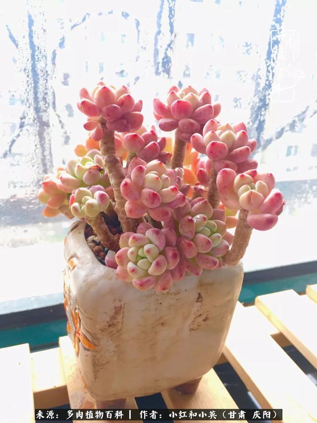 姐妹情深的句子，姐妹情深的句子简短（赏娇媚多肉，忆姐妹情深）