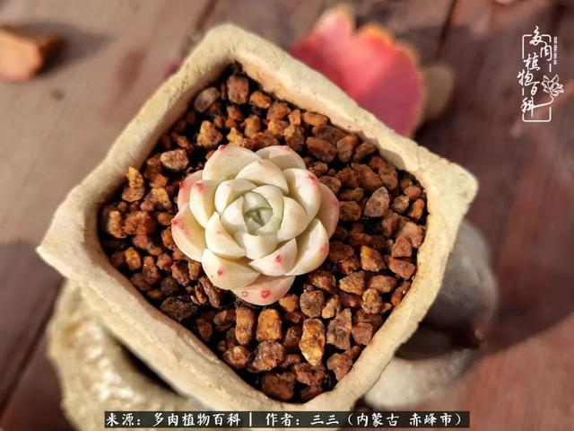 雪候鸟是什么意思，雪候鸟歌词表达什么意思（多肉于我从来不是锦上添花）