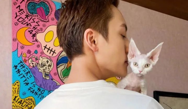 什么品种的猫不掉毛，什么品种的狗狗不掉毛（不掉毛的猫：德文卷毛猫）