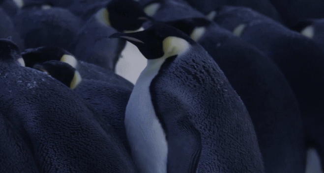 企鹅宝宝在爸爸的哪里取暖，企鹅宝宝在爸爸的哪里去了（帝企鹅爸爸为保全孩子）