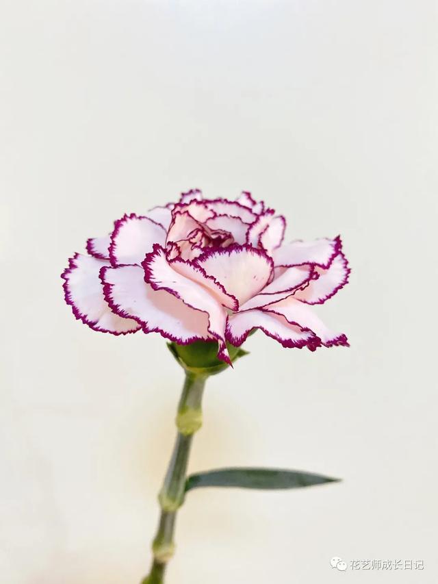 康乃馨花语，康乃馨花语22朵代表什么（却要叫蓝精灵的康乃馨~vol.3）