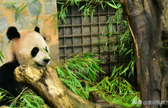 云南旅游景点介绍，云南旅游景点介绍PPT免费下载（自驾游玩如何规划行程路线）