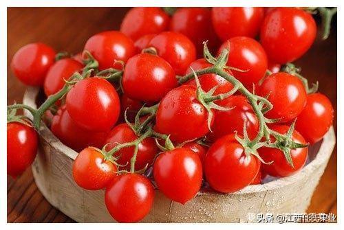 圣女果的功效与作用，圣女果的功效与作用营养（喜欢吃圣女果的人要注意了）