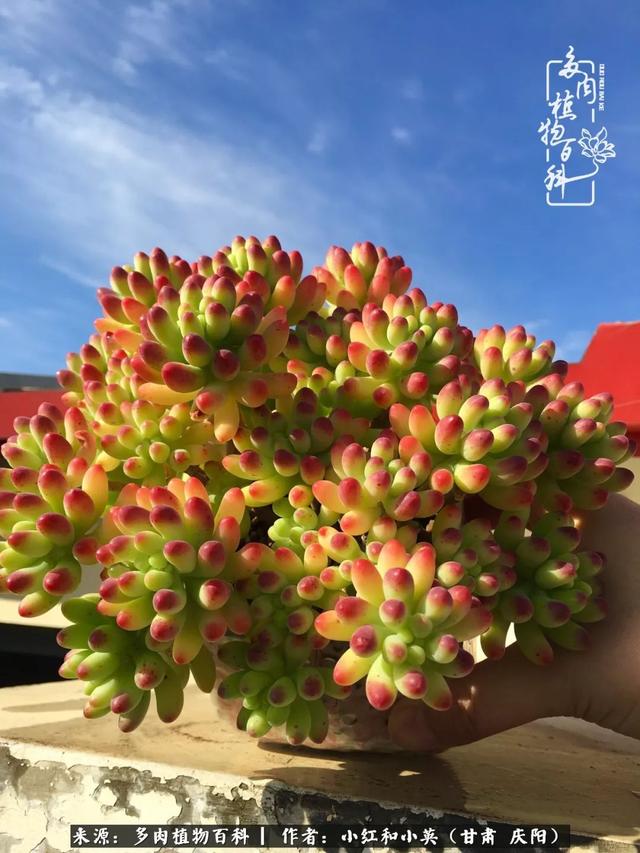 姐妹情深的句子，姐妹情深的句子简短（赏娇媚多肉，忆姐妹情深）