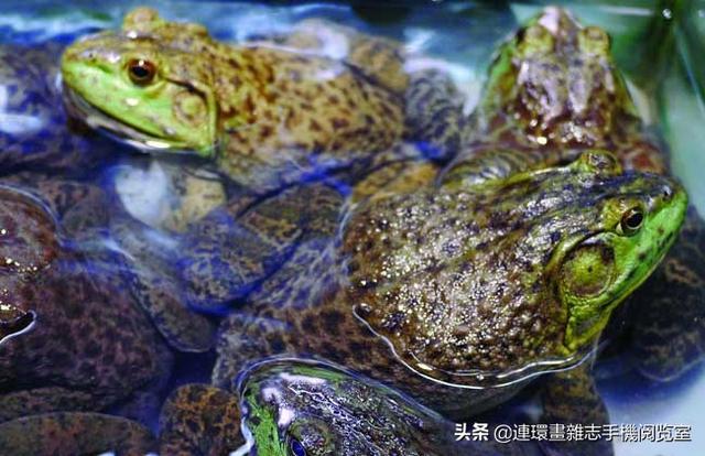 比较常见的青蛙种类，青蛙种类图片大全