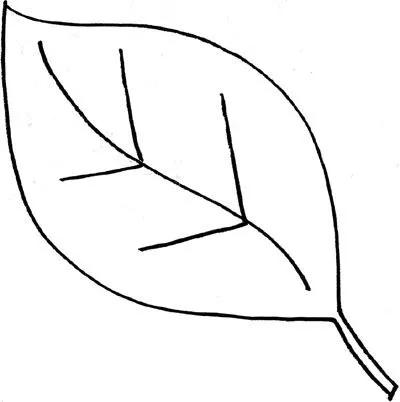 一片树叶的简笔画图片