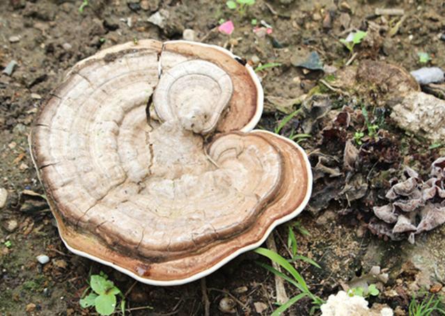 松針靈芝,農村山裡一些枯木上長的