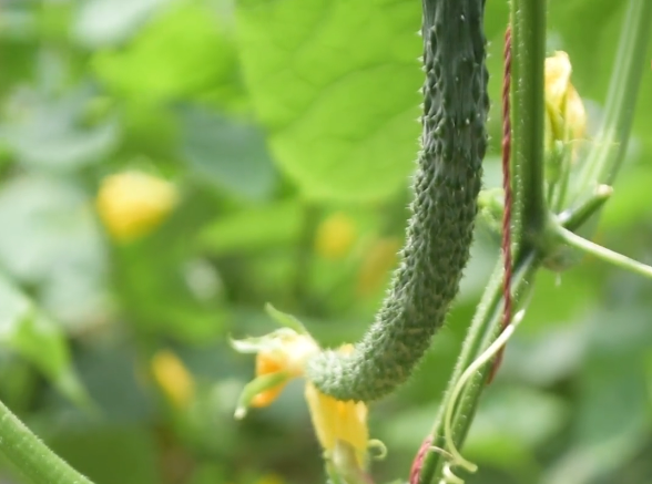 黄瓜种植方法大全，快来看看正确的方法