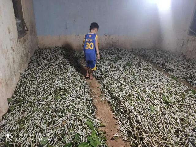 蚕卵孵化需要多少天，蚕卵孵化需要多少天（你小时候养过蚕吗）