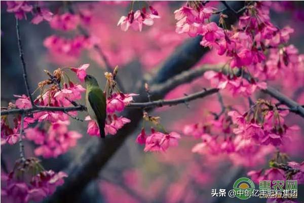 樱花的盆栽技术，樱花的盆栽技术有哪些（樱花树的盆景养护管理技巧）