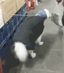 冬天狗在外面能冻死吗，快别说狗不怕冷了