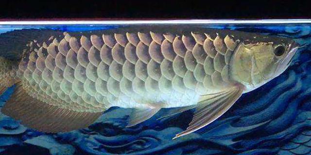 高背红尾金龙鱼，高背金龙鱼的简介-高背金龙鱼的配对方法（鱼友当自强——学会辨识金龙品种和泡药鱼）